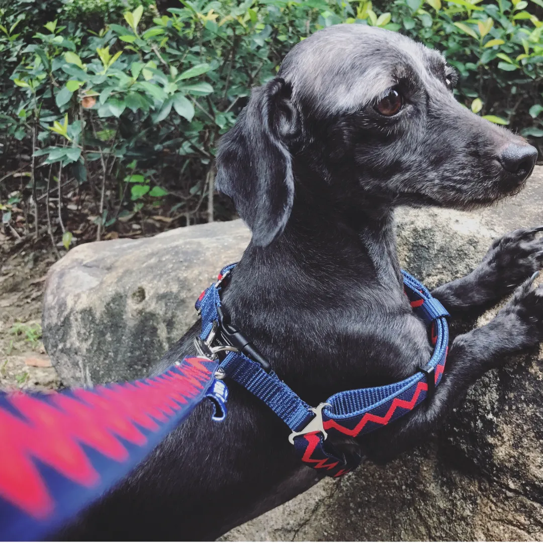 HiDream® | Rainbow Collection Dog Leash